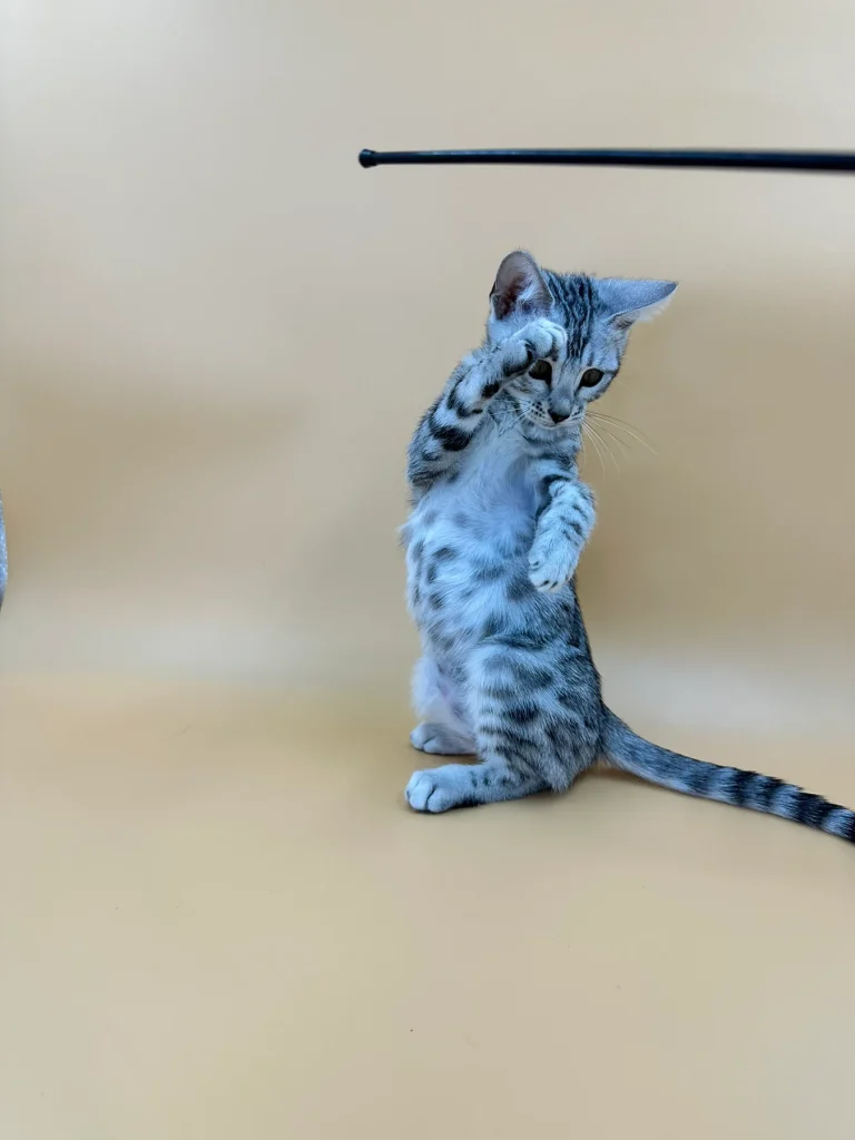 изображение_viber_2024-10-21_20-37-51-265