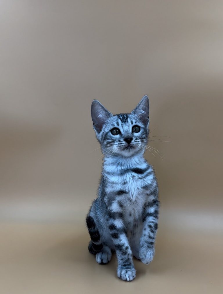 изображение_viber_2024-10-21_20-37-53-477