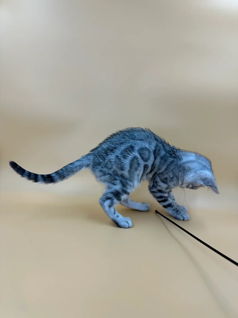 изображение_viber_2024-10-21_20-37-54-467