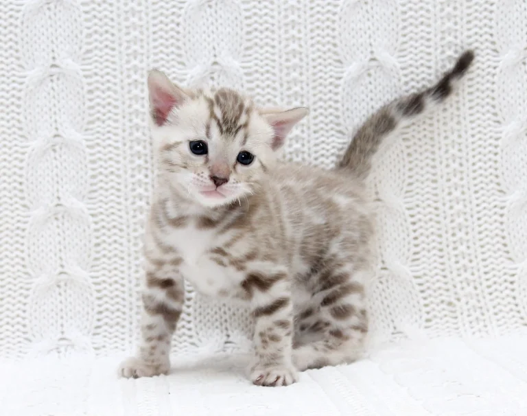 изображение_viber_2024-10-24_19-55-24-138