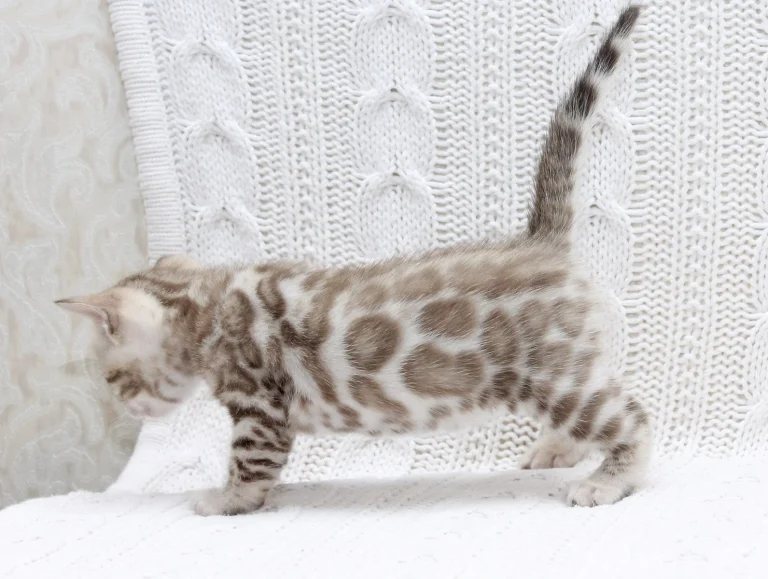 изображение_viber_2024-10-24_19-56-14-974