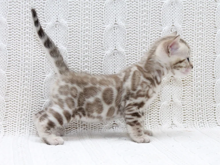 изображение_viber_2024-10-24_19-56-17-318