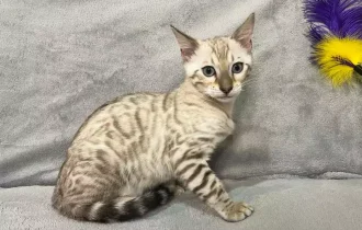 bengal kitten for adoption