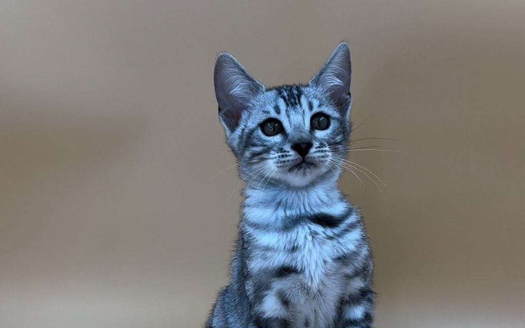 изображение_viber_2024-10-21_20-37-53-477