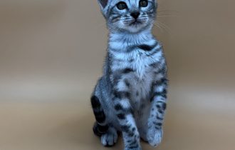 изображение_viber_2024-10-21_20-37-53-477