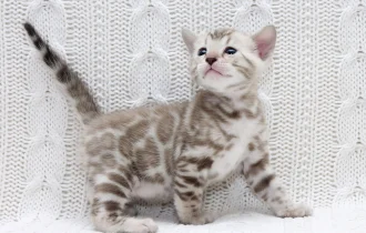 изображение_viber_2024-10-24_19-56-18-180